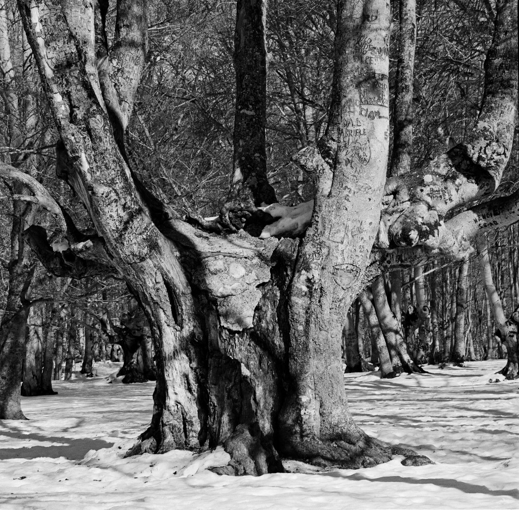 bosco di sant'antonio 2