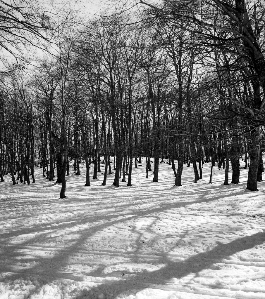 bosco di sant'antonio 3