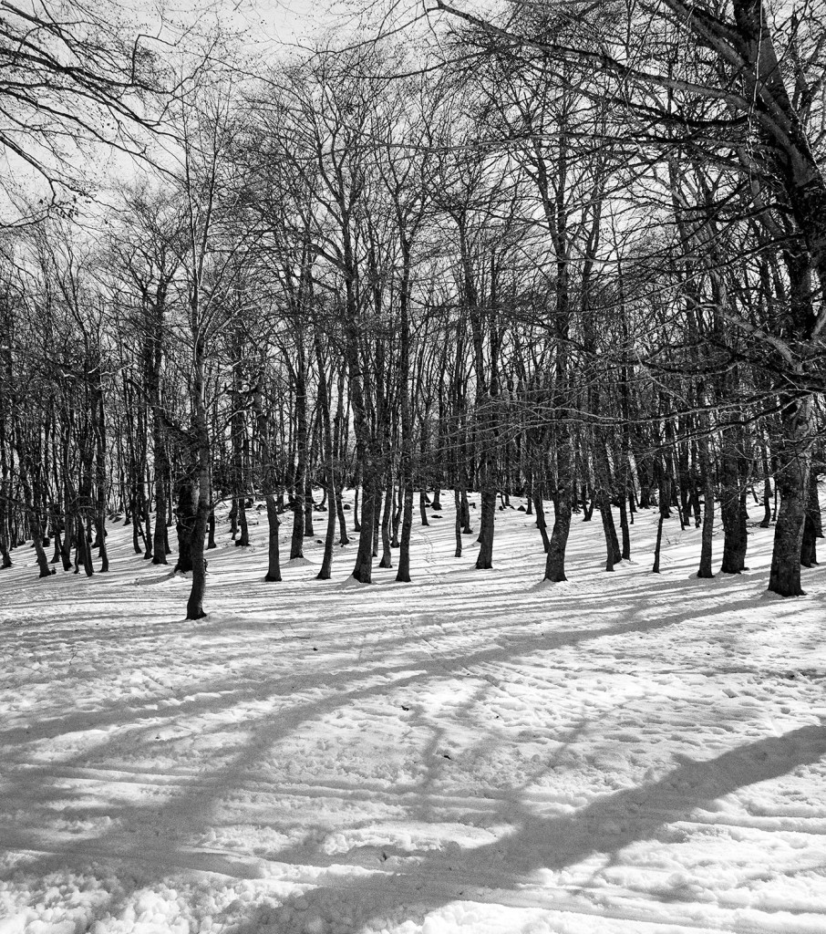 bosco-di-sant'antonio-3